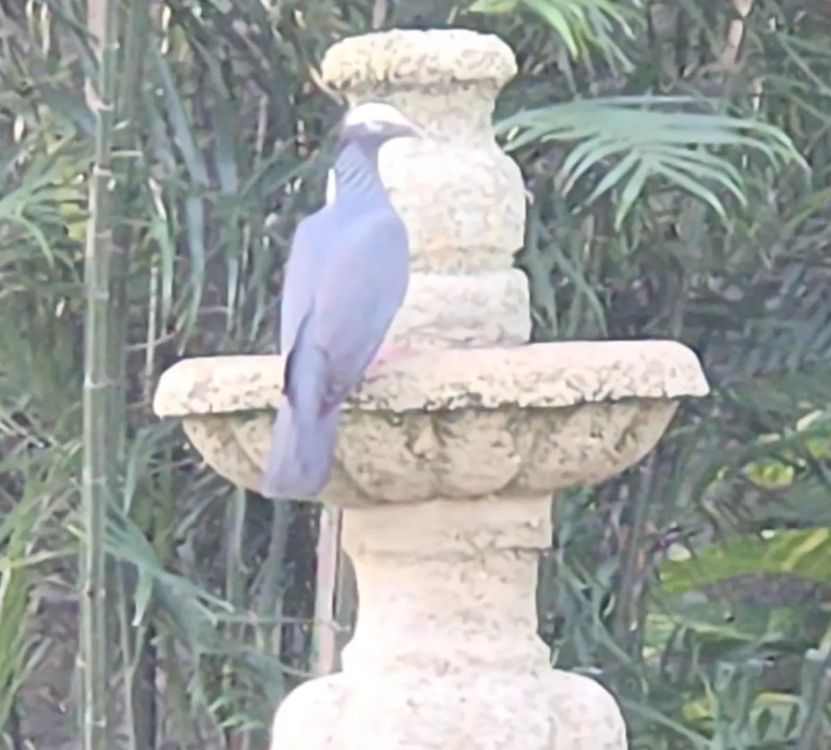 Casa Colonial Cozumel, Villa Mango 0*, Cozumel Mexiko
