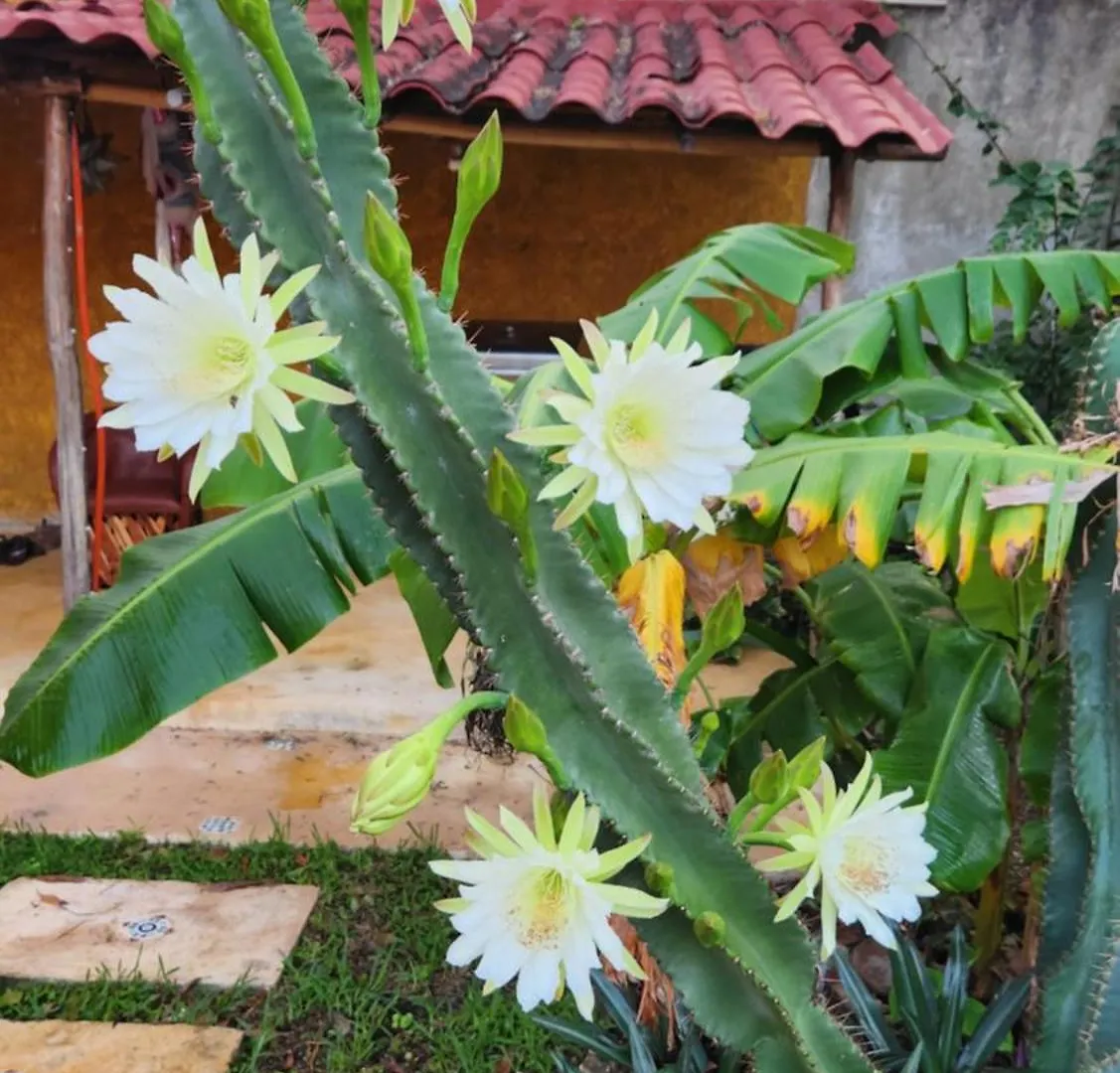 Casa Colonial Cozumel, Villa Mango  קוזומל