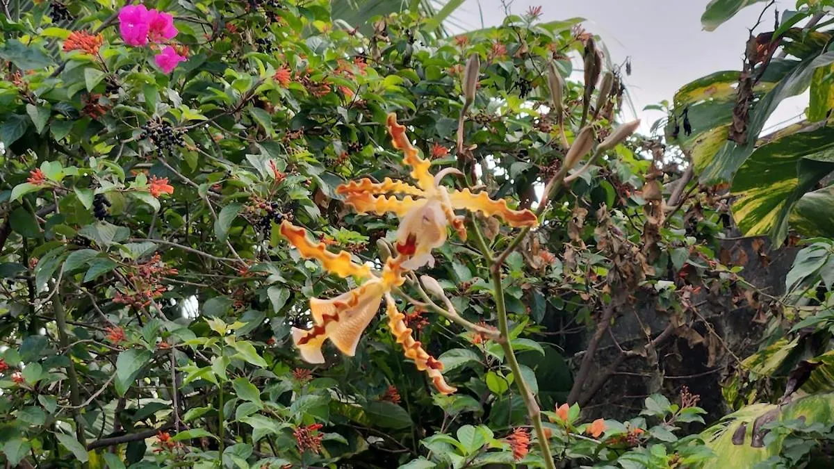 Casa Colonial Cozumel, Villa Mango מקסיקו
